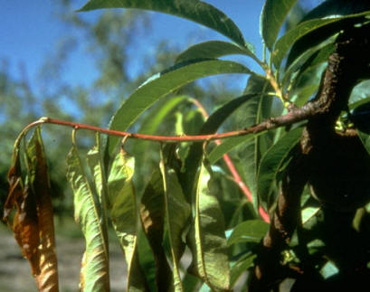 Un frutal afectado por el hongo Fusicoccum amygdali