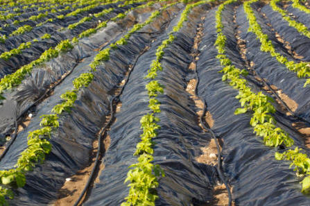 La cobertura con plásticos negros es un método muy utilizado en jardinería para evitar la proliferación de las malas hierbas