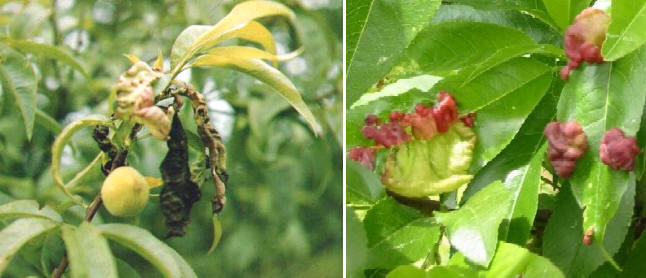 Hojas de melocotonero atacadas por la lepra del hongo Exoascus deformans