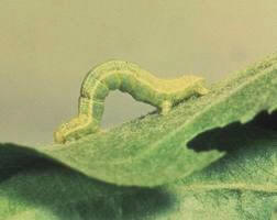Larva de Cheimatobia brumata