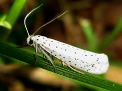 Mariposa de "arañuelo" del manzano (Hyponomeuta padellus)