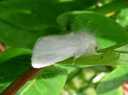 Mariposa de la "oruga de zurrón"