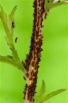 Los pulgones se presentan en colonias