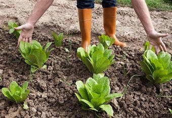 Cultivo de lechugas (Lactuca sativa)