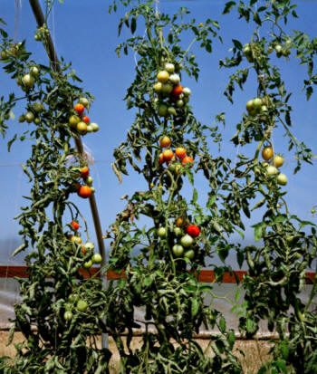 La tomatera es trepadora, y requiere una estructura de palos o tutores para que desarrollen adecuadamente sus ramas