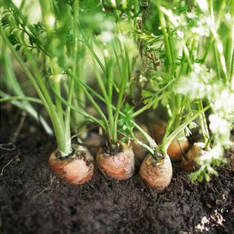 Cultivo de zanahoria (Daucus carota)