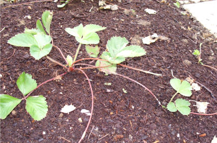Planta de fresa, donde se pueden observar los estolones que parten de la planta madre, y que a cierta distancia producen raíces y nuevas plantas
