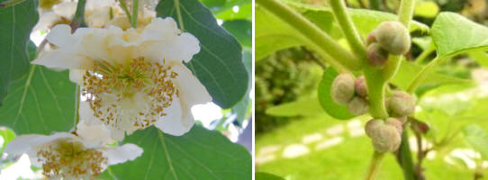 El Kiwi es un ejemplo de frutal con flores dioicas, es decir, cada planta acoge un solo sexo (masculino o femenino). Para que polinicen y den frutos se necesita plantar ambos ejemplares cerca uno del otro. En la imagen, a la izquierda una flor femenina; a la derecha una flor masculina.