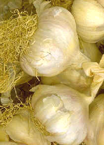 ajo (allium sativum)