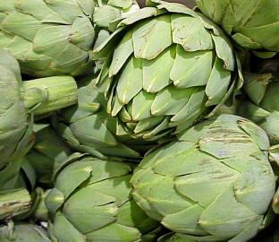 Alcachofa (Cynara scolymus)