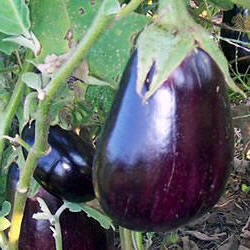 Berenjena (Solanum melongena)