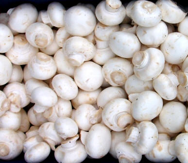 Champiñón cultivado (Agaricus bisporus)