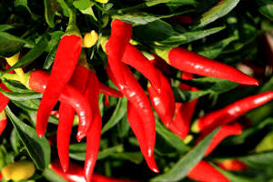Cultivo de guindillas (Capsicum annuum, variedades)