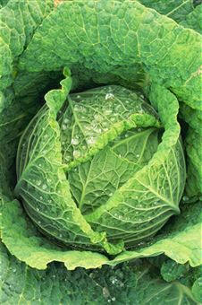 Col (Brassica oleracea)