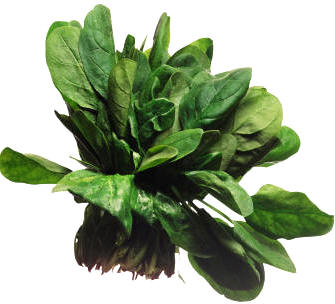 Espinaca (Spinacia oleracea)