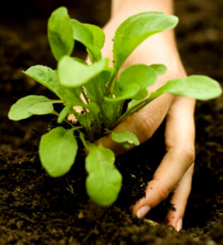 Cultivo de la espinaca (Spinacia oleracea)