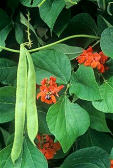 Cultivo de judía verde Judía verde (Phaseolus vulgaris)