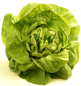 Variedad de lechuga arrepollada (Capitata)
