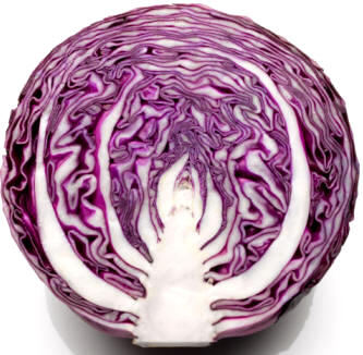 Detalle del corte de una lombarda o col roja (Brassica oleracea, variedad capitata)