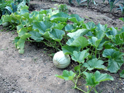 Cultivo del melón (Cucumis melo)