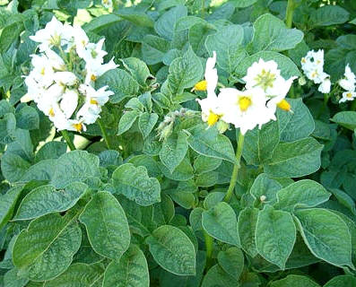 Hojasy flor de la patata