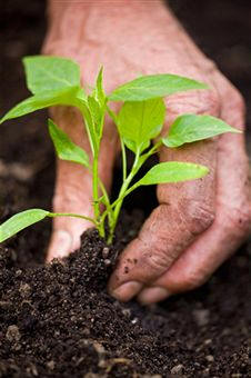 Cultivo de pimiento (Capsicum annuum)