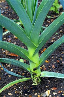 Cultivo del puerro (Allium porrum)