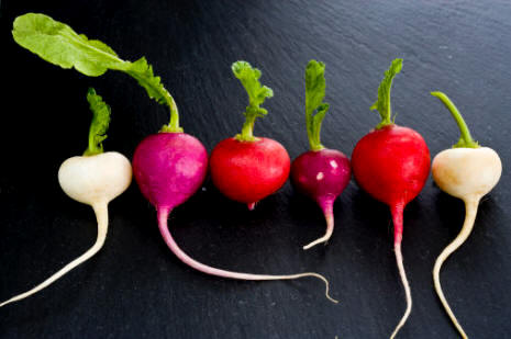 Algunas variedades de rábano (Raphanus sativus)