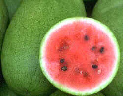 Sandía (Cucumis citrullus o Citrullus vulgaris)