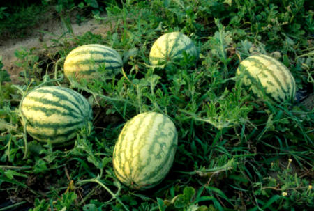 Cultivo de sandía (Cucumis citrullus o Citrullus vulgaris)