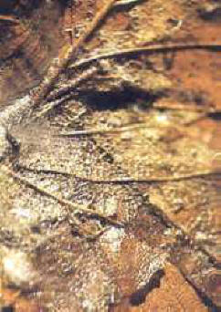 El humus es una mezcla dinámica de sustancias orgánicas animales y vegetales en descomposición