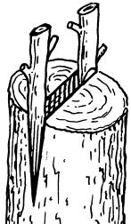 Injerto de cuña o hendidura (a la derecha, con dos púas)