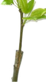 Injerto de cuña o hendidura (a la derecha, con dos púas)