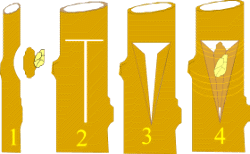 Injerto de yema o escudete: 1-Se extrae la yema; 2-Se realiza una incisión en la corteza del portainjeto en forma de T; 3-Se abren los bordes del corte vertical para introducir la yema; 4-Una vez introducida la yema se ata con rafia evitando dañar el brote