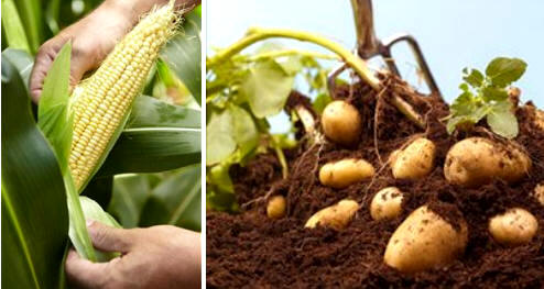 El maíz y la patata, entre otros, eran productos desconocidos en Europa traídos de América por los conquistadores españoles