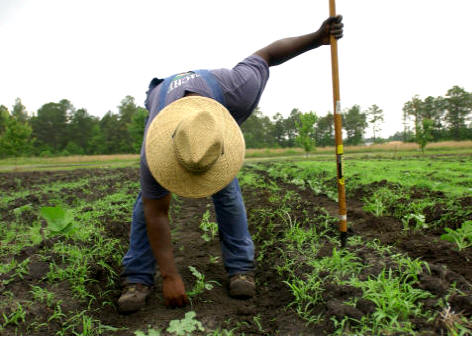 Hasta mediados del siglo XX el control de las malas hierbas era una labor que debía ser realizada siempre a mano