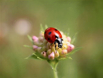 La popular mariquita es un insecto beneficioso para la agricultura, al tratarse de un depredador de otros insectos patógenos