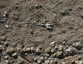 Los suelos también presentan materias inorgánicas (distintos tipos de minerales no disueltos), que no son útiles para las plantas al no poder ser absorbidos por sus raíces