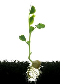 El guisante ilustra el ejemplo de la nitrificación. Sus raíces acogen unas bacterias capaces de convertir el nitrógeno del entorno en nitratos asimilables por la planta, que servirán igualmente para otro tipo de cultivos rotativos realizados en el mismo terreno