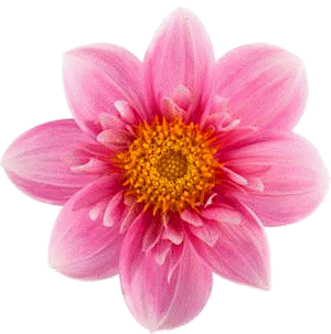 En las plantas fanerógamas (con flores y semillas) se encuentran los mecanismos de reproducción sexual más especializados