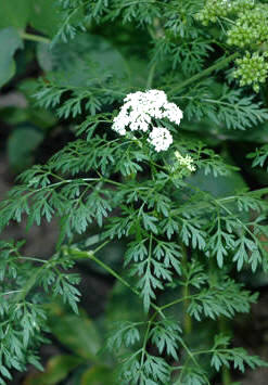 La cicuta menor o perejil de perro (Aethusa cynapium), que es muy venenosa, tiene un notable parecido con el perejil, y podría ser confundida si nace espontánea en las inmediaciones del huerto