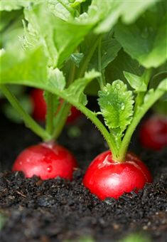 Cultivo de rábano (Raphanus sativus)