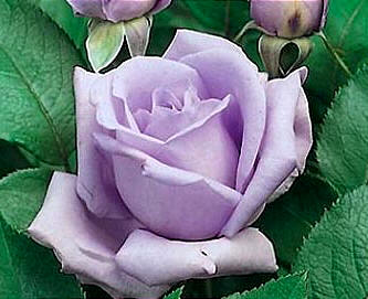 La rosa Blue Moon, es un ejemplo típico de hibridación a partir de dos variedades de rosas distintas