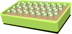 Las semillas que se siembran en semillero no precisan mantener un marco de plantación estricto, ya que su normal desarrollo se realizará en otro lugar mediante trasplante