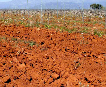 Los suelos rojizos suelen contener óxidos de hierro procedentes de la meteorización de las rocas más antiguas. Son en general terrenos fértiles