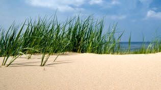 Los suelos con textura arenosa presentan una elevada porosidad, siendo poco deseables para la práctica agrícola por su baja fertilidad al filtrar la solución con los nutrientes esenciales