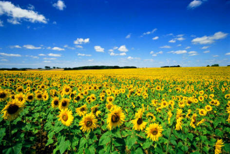 Los herbicidas han supuesto una verdadera revolución en la lucha contra las malas hierbas, especialmente en la agricultura intensiva, multiplicándose los rendimientos y reduciéndose notablemente la mano de obra