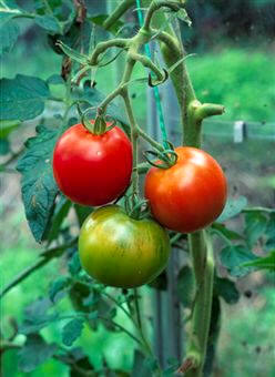 Para obtener cosechas continuadas es preciso restituir al suelo, mediante abonos, los elementos nutritivos consumidos o agotados por las plantas
