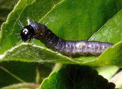 Oruga de Archips crataeganus