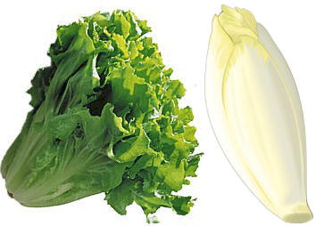 A la izquierda una endivia producida naturalmente; a la derecha un cogollo de endivia obtenido mediante técnicas de forzado